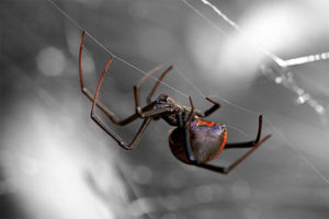 A Black Widow Spider hangs from a web outside a house in Gahanna, Ohio.