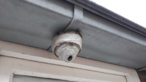 Wasp nest attached to side of house in Gahanna, Ohio